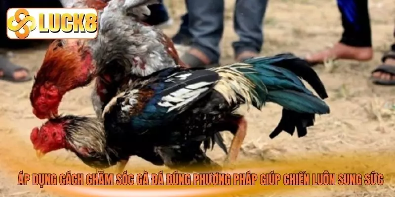 Áp dụng cách chăm sóc gà đá đúng phương pháp giúp chiến luôn sung sức