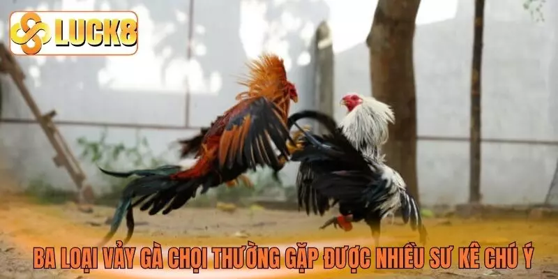 Ba loại vảy gà chọi thường gặp được nhiều sư kê chú ý Ba loại vảy gà chọi thường gặp được nhiều sư kê chú ý