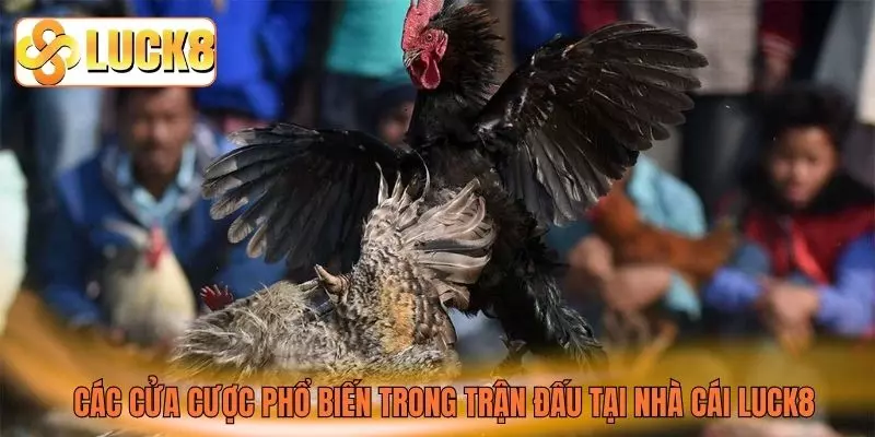 Các cửa cược phổ biến trong trận đấu tại nhà cái Luck8