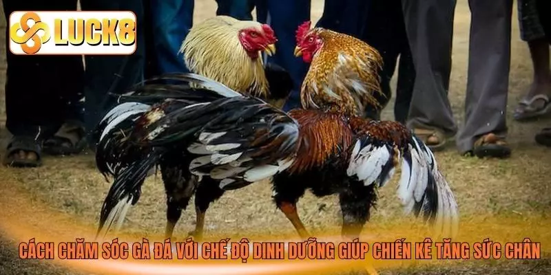 Cách chăm sóc gà đá với chế độ dinh dưỡng giúp chiến kê tăng sức chân