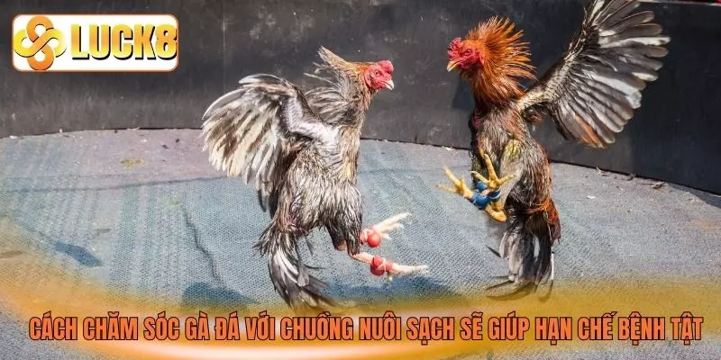 Cách chăm sóc gà đá với chuồng nuôi sạch sẽ giúp hạn chế bệnh tật