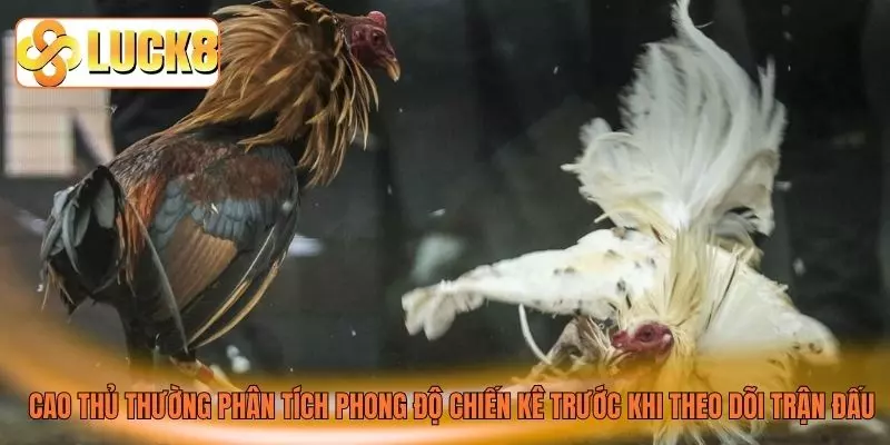 Cao thủ thường phân tích phong độ chiến kê trước khi theo dõi trận đấu Cao thủ thường phân tích phong độ chiến kê trước khi theo dõi trận đấu