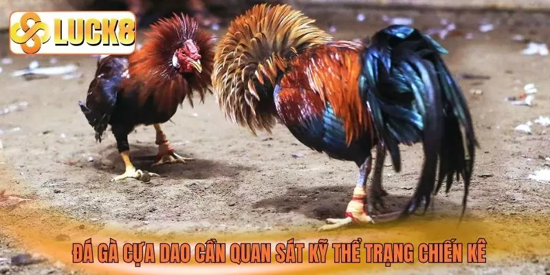 Đá gà cựa dao cần quan sát kỹ thể trạng chiến kê