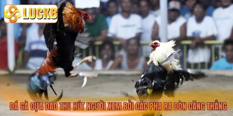 Đá gà cựa dao thu hút người xem bởi các pha ra đòn căng thẳng Đá gà cựa dao thu hút người xem bởi các pha ra đòn căng thẳng