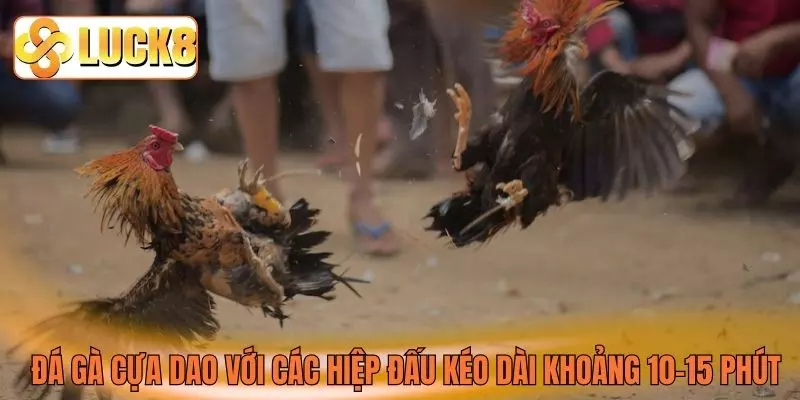 Đá gà cựa dao với các hiệp đấu kéo dài khoảng 10–15 phút
