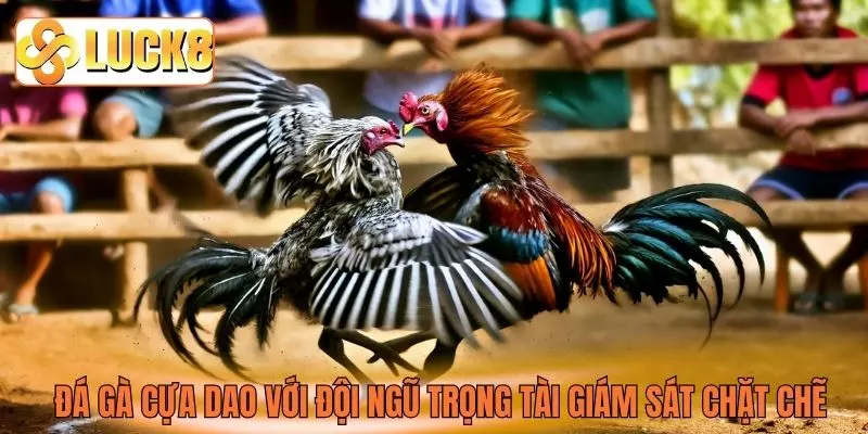 Đá gà cựa dao với đội ngũ trọng tài giám sát chặt chẽ