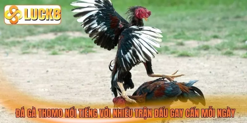 Đá gà Thomo nổi tiếng với nhiều trận đấu gay cấn mỗi ngày Đá gà Thomo nổi tiếng với nhiều trận đấu gay cấn mỗi ngày