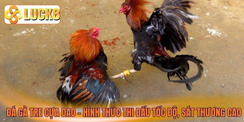 Đá gà tre cựa dao - Hình thức thi đấu tốc độ, sát thương cao Đá gà tre cựa dao - Hình thức thi đấu tốc độ, sát thương cao