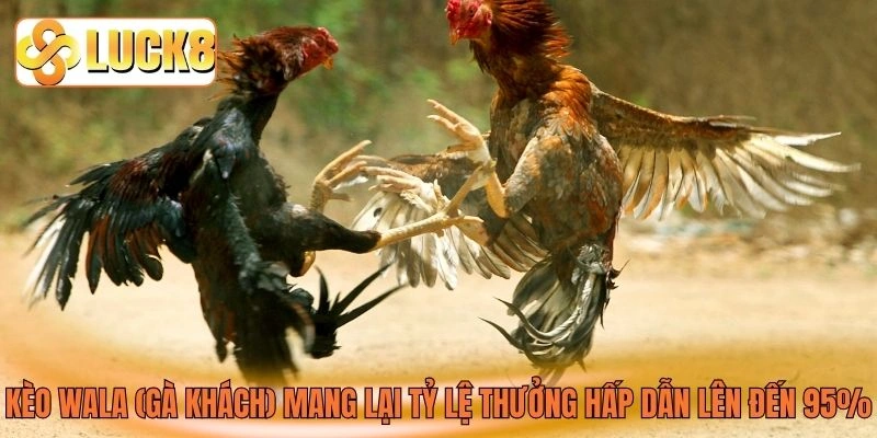 Kèo Wala (gà khách) mang lại tỷ lệ thưởng hấp dẫn lên đến 95% Kèo Wala (gà khách) mang lại tỷ lệ thưởng hấp dẫn lên đến 95%