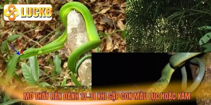 Mơ thấy rắn đánh 13-31 khi gặp con màu lục hoặc xám Mơ thấy rắn đánh 13-31 khi gặp con màu lục hoặc xám