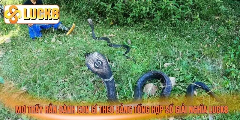 Mơ thấy rắn đánh con gì theo bảng tổng hợp sổ giải nghĩa Luck8 Mơ thấy rắn đánh con gì theo bảng tổng hợp sổ giải nghĩa Luck8