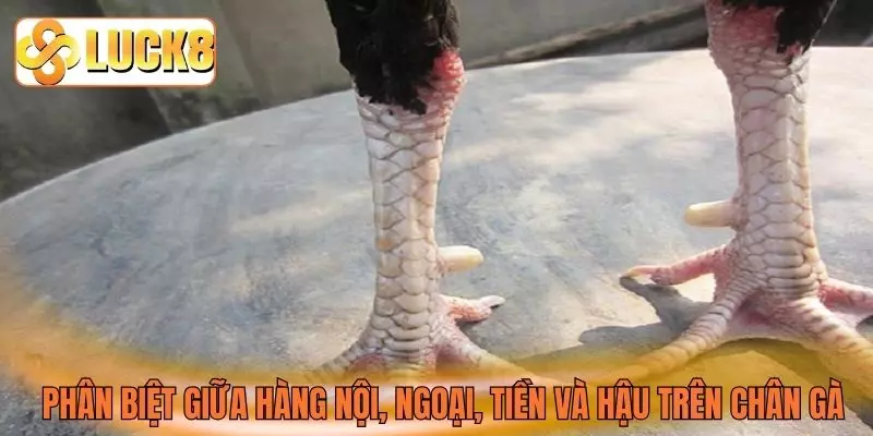 Phân biệt giữa hàng nội, ngoại, tiền và hậu trên chân gà Phân biệt giữa hàng nội, ngoại, tiền và hậu trên chân gà