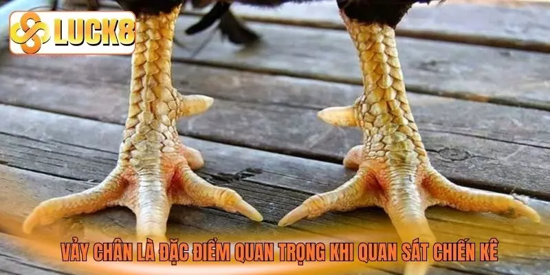 Vảy chân là đặc điểm quan trọng khi quan sát chiến kê Vảy chân là đặc điểm quan trọng khi quan sát chiến kê