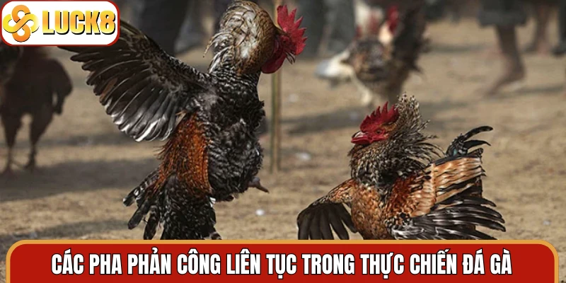 Các pha phản công liên tục trong thực chiến đá gà
