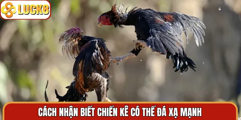 Cách nhận biết chiến kê có thế đá xạ mạnh