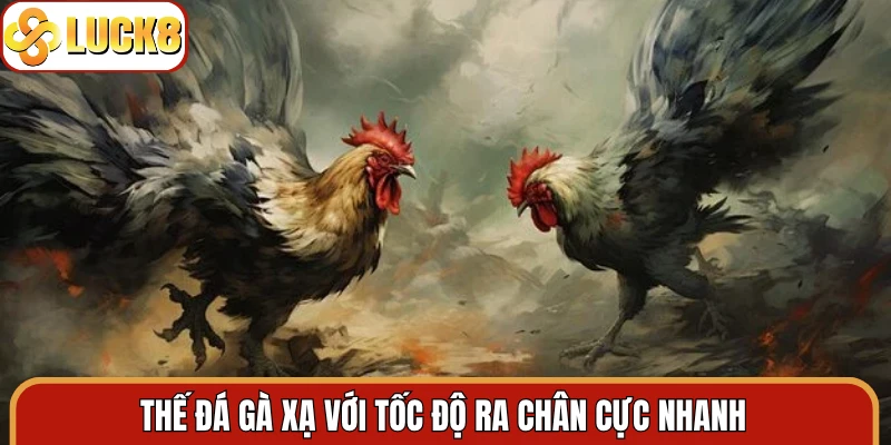 Thế đá gà xạ với tốc độ ra chân cực nhanh